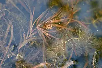 alternativní popis obrázku chybí