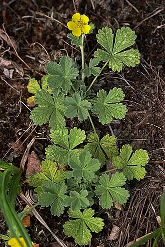 Mochna písečná (Potentilla incana)
