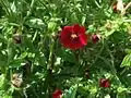 Potentilla atrosanquinea