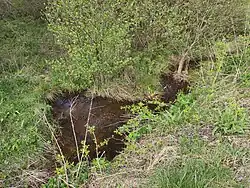 Potok Čermná nedaleko od pramene u Českého bunkru