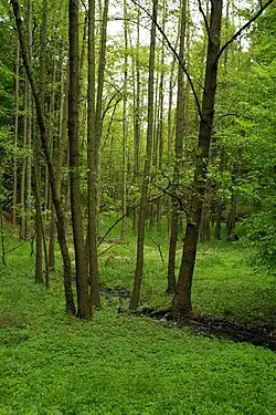 Potok Bělidlo mezi Třebekovem a Třebokovem