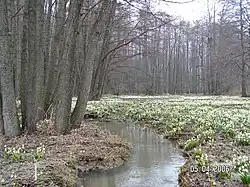 Leština protékající Hroznětínskou loukou