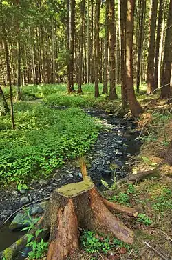 Potok Luha v lese pod Oborským dvorem