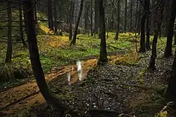 Potok Jetřichovická Bělá u cesty k Dolskému mlýnu