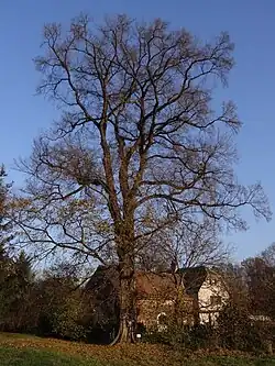 Památný jilm vaz zvaný Jilm v Poustce