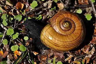 Powelliphanta hochstetteri hochstetter