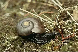 Powelliphanta marchanti