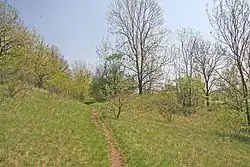 Pozůstatky valu hradiště na Kotýzu.jpg