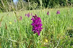 Prstnatec májový v květnu 2015