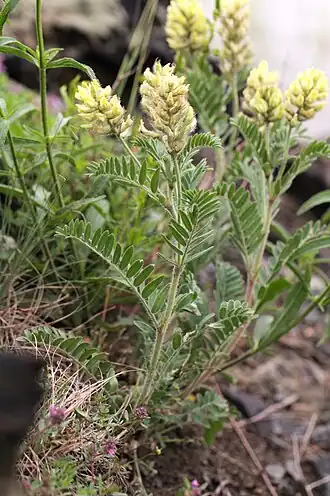 Vlnice chlupatá (Oxytropis pilosa)