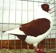 Prácheňský káník červený