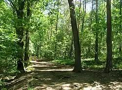 Cesta na severozápadní straně lesa