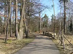 Centrální část lesa