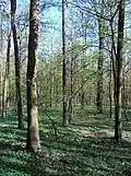 Doubrava v západní části lesa