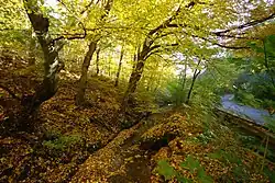 Podzim v Prokopském údolí