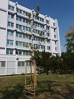 Strom v parku Dlážděnka (2018)