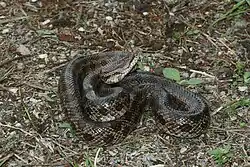 Lampropeltis calligaster