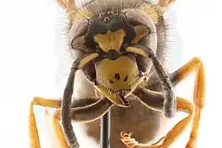 Vespula atropilosa - detail hlavy