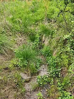 pramen Varhošťského potoka