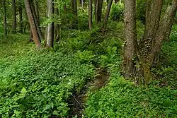 Prameniště Nedbalky v Českém ráji