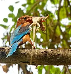 Ledňáček říční s ulovenou ještěrkou, technika: Nikon D200, AF-S Nikkor 300mm f/4, Exif: 1/50, f/11, ISO 200, 420 mm
