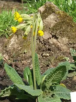 alternativní popis obrázku chybí