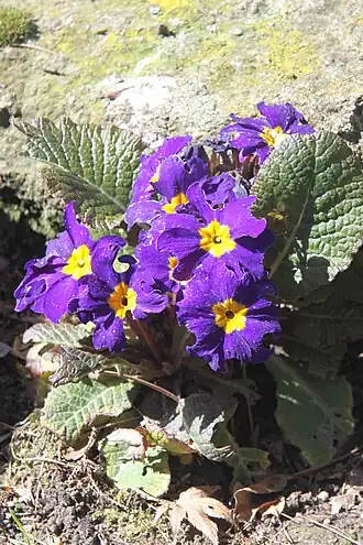 Modrá varieta Primula × polyantha