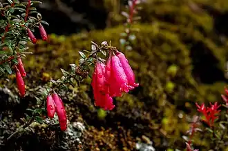 Prionotes cerinthoides