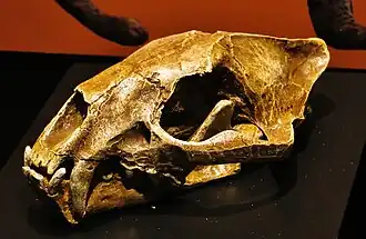 Proailurus lemanensis