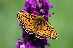 perleťovec mokřadní