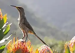 alternativní popis obrázku chybí