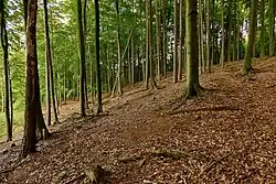 Severní svah Prosíčské horky