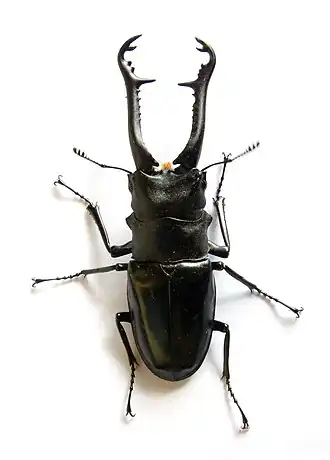 alternativní popis obrázku chybí