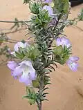 Prostanthera ammophila