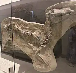 Protohippus simus