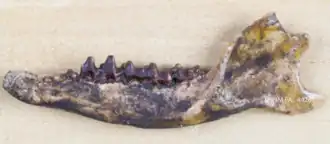 Protungulatum donnae