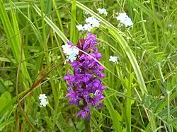 Prstnatec májový na území PP Žďár u Chodského Újezda