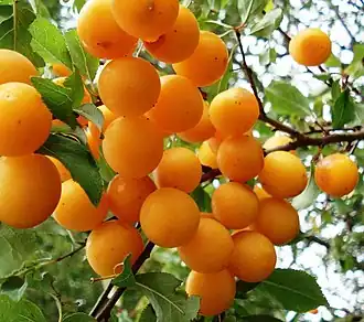 alternativní popis obrázku chybí