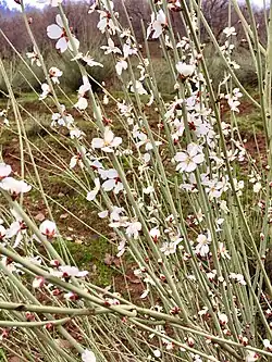 Detail rozkvetlé větvičky