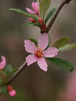 Detail růžového květu na větvičce