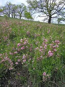 Nízká lesostepní křovina s růžově kvetoucí mandloní