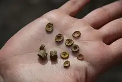 Fosilní průřezy stonků lilijic nalezených na Lobolitové stráni nedaleko Černého lomu