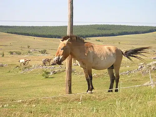 koně Převalského na Causse Méjean