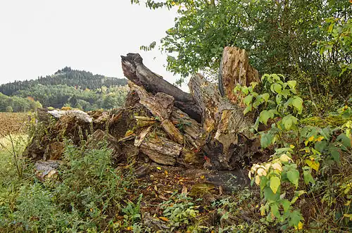 torzo druhého stromu