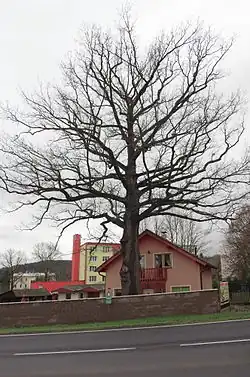 památný strom Dub u Nešporů