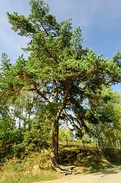Památný strom Pozorecká borovice