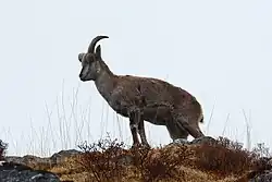 Velký kopytník připomínající kozla stojí na vyvýšenině, pohled ze strany