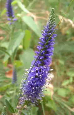 alternativní popis obrázku chybí