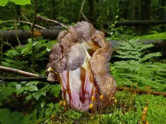 Ucháčovec šumavský