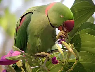 alternativní popis obrázku chybí